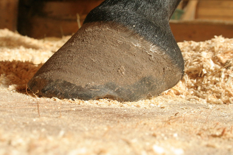 IMG_0118.jpg1.jpg"%20height="533"%20width="800